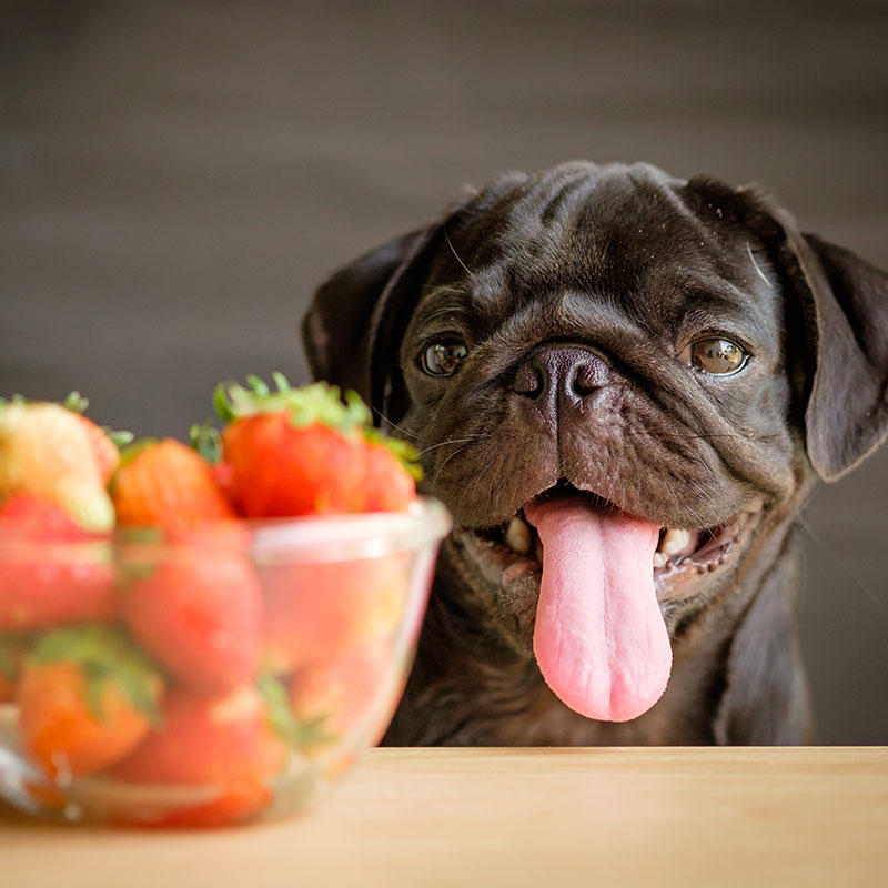 Pugs podem comer frutas e vegetais? 4