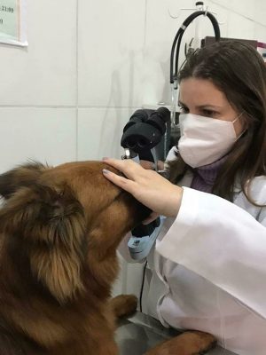 Oftalmologista veterinário: quando é a hora de levar meu cachorro?