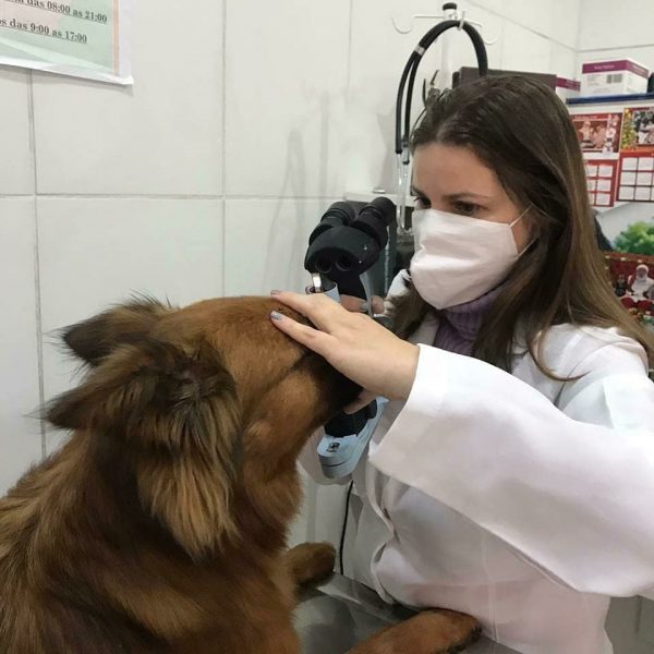 Oftalmologista veterinário: quando é a hora de levar meu cachorro? 16