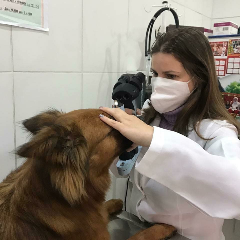 Oftalmologista veterinário: quando é a hora de levar meu cachorro? 2