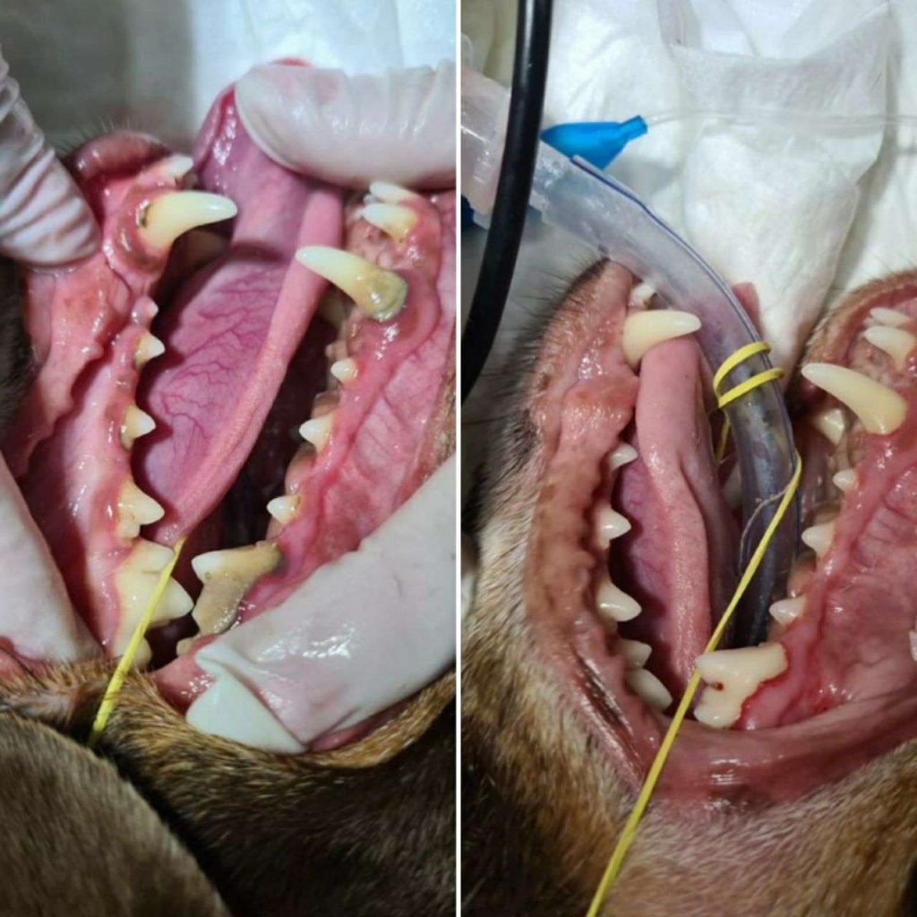 Cirurgia para remover tártaro em cachorro