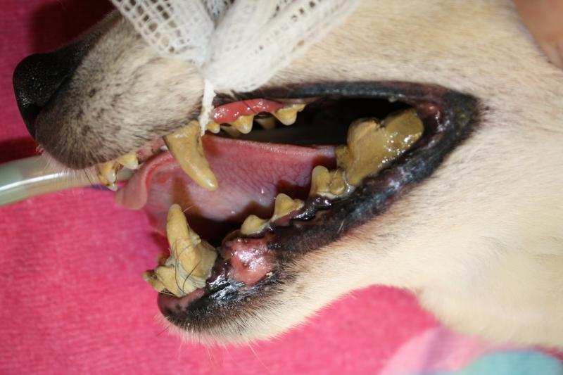 Tártaro e placas no dente do cachorro - o que é e como tratar 5