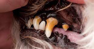 Tártaro e placas no dente do cachorro - o que é e como tratar 8
