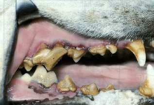 Tártaro e placas no dente do cachorro - o que é e como tratar 6
