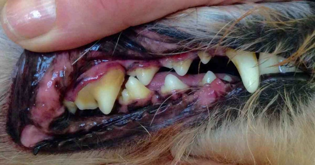 Tártaro e placas no dente do cachorro - o que é e como tratar 7