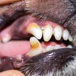Tártaro e placas no dente do cachorro - o que é e como tratar 6