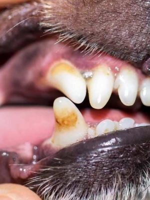 Tártaro e placas no dente do cachorro – o que é e como tratar