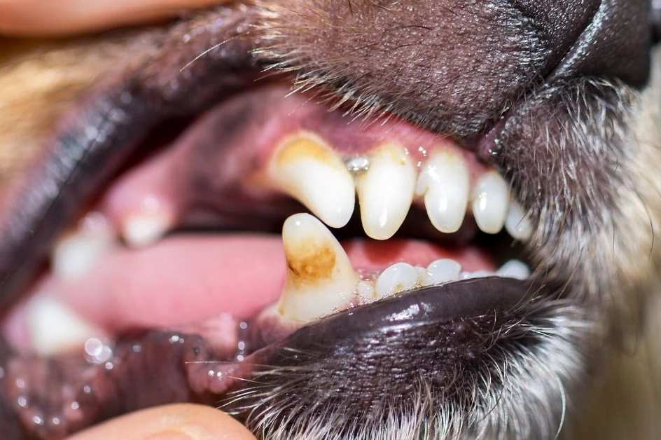 Tártaro e placas no dente do cachorro - o que é e como tratar 4