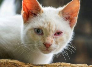 Gato com olho vermelho: sintomas e o que fazer 11