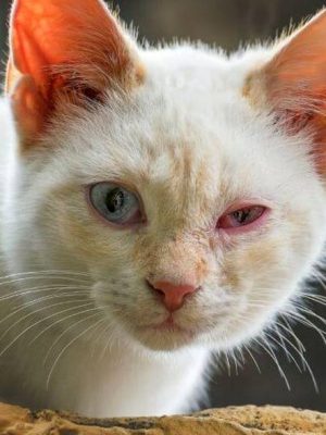 Gato com olho vermelho: sintomas e o que fazer