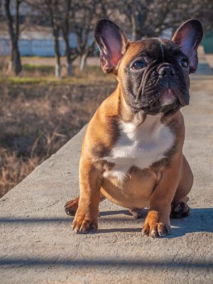 Como lidar com as doenças nos olhos do Bulldog Francês