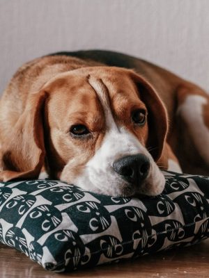 Doença de Addison em cães: sintomas, tratamento e prevenção