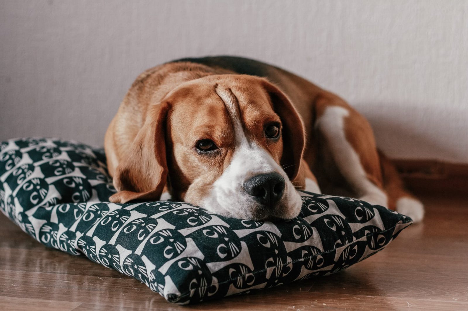 Doença de Addison em cães: sintomas, tratamento e prevenção 2