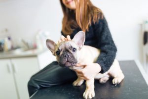 Problemas de saúde e doenças comuns em Bulldog Francês 6