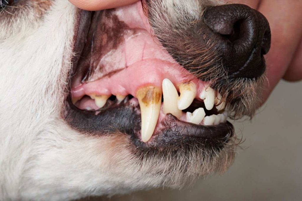 Tártaro e placas no dente do cachorro - o que é e como tratar 3