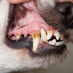 Como removo a placa bacteriana dos dentes do meu cão? 10