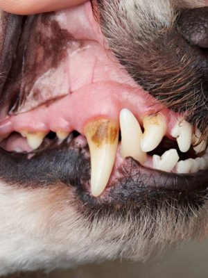 Como removo a placa bacteriana dos dentes do meu cão?