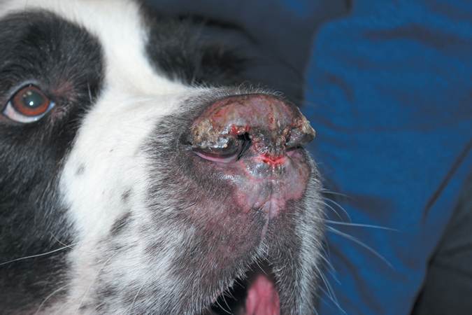 Fotos de 17 doenças de pele em cachorros: alergias, infecções e irritações para você ver e comparar 16