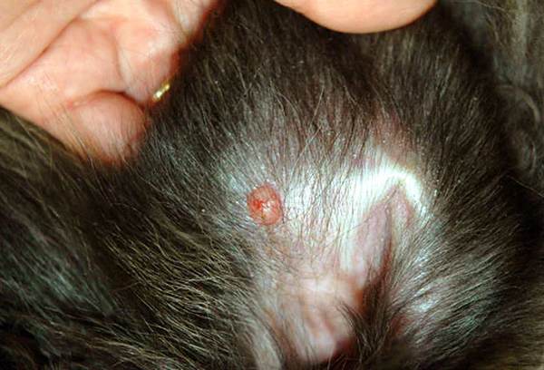 Fotos de 17 doenças de pele em cachorros: alergias, infecções e irritações para você ver e comparar 14