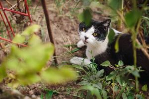 Cegueira em gato: tipos, causas e tratamentos 9