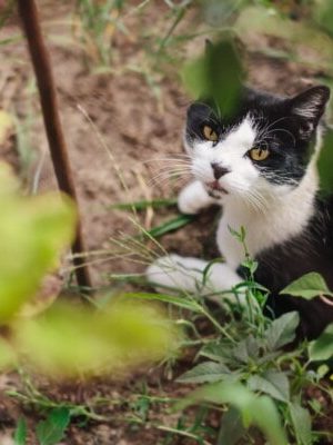 Cegueira em gato: tipos, causas e tratamentos