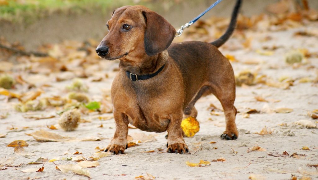 Problemas comuns de saúde do dachshund, o doenças em cachorro salsicha 2