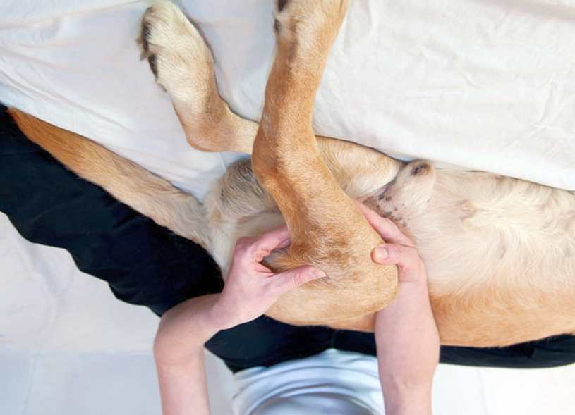 Cachorro mancando: causas e tratamento da para mancando em cães, seja a pata dianteira ou traseira 3