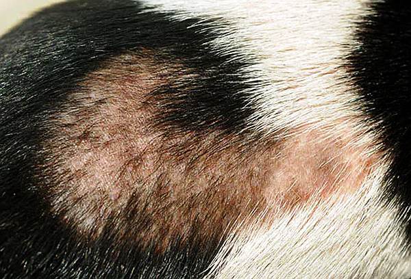 Fotos de 17 doenças de pele em cachorros: alergias, infecções e irritações para você ver e comparar 7