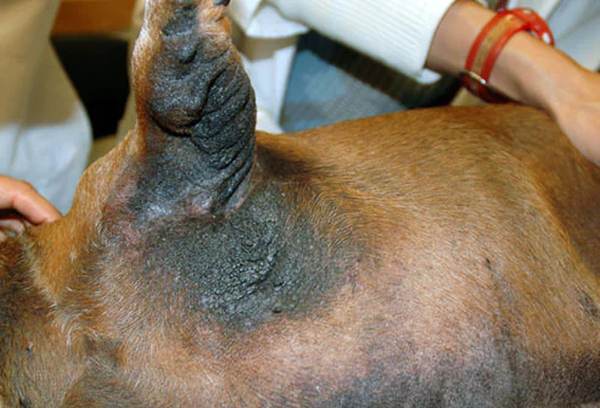 Fotos de 17 doenças de pele em cachorros: alergias, infecções e irritações para você ver e comparar 11
