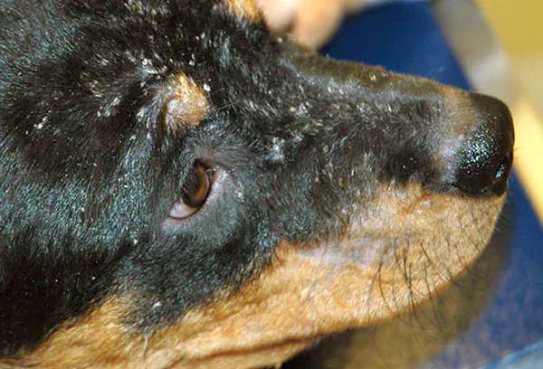 Fotos de 17 doenças de pele em cachorros: alergias, infecções e irritações para você ver e comparar 6