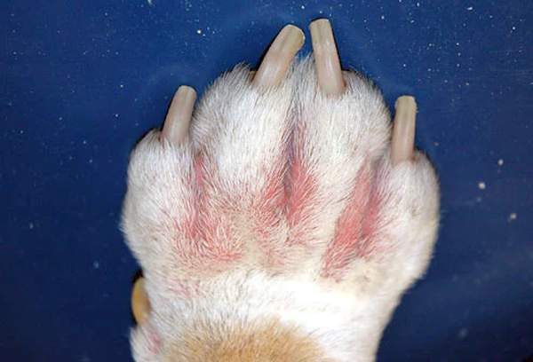 Foto de dermatite alérgica em cachorro