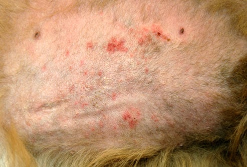 Fotos de 17 doenças de pele em cachorros: alergias, infecções e irritações para você ver e comparar 4