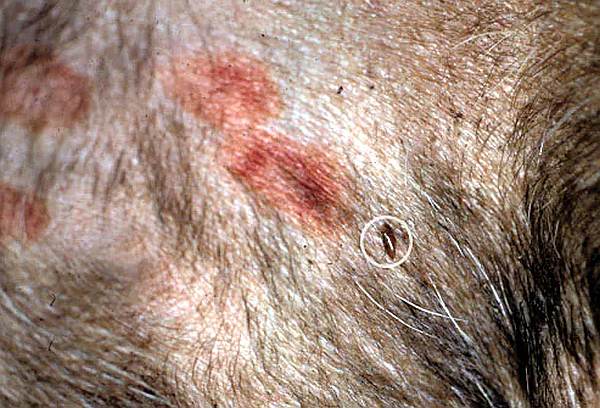 Fotos de 17 doenças de pele em cachorros: alergias, infecções e irritações para você ver e comparar 11