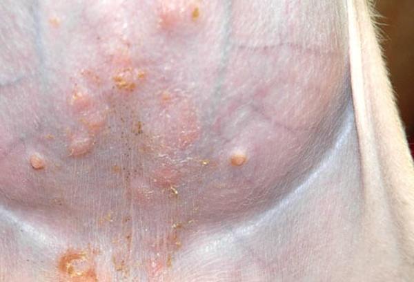 Fotos de 17 doenças de pele em cachorros: alergias, infecções e irritações para você ver e comparar 5