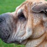 Fotos de 17 doenças de pele em cachorros: alergias, infecções e irritações para você ver e comparar 8