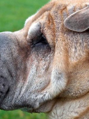 Fotos de 17 doenças de pele em cães: alergias, infecções e irritações para você ver e comparar