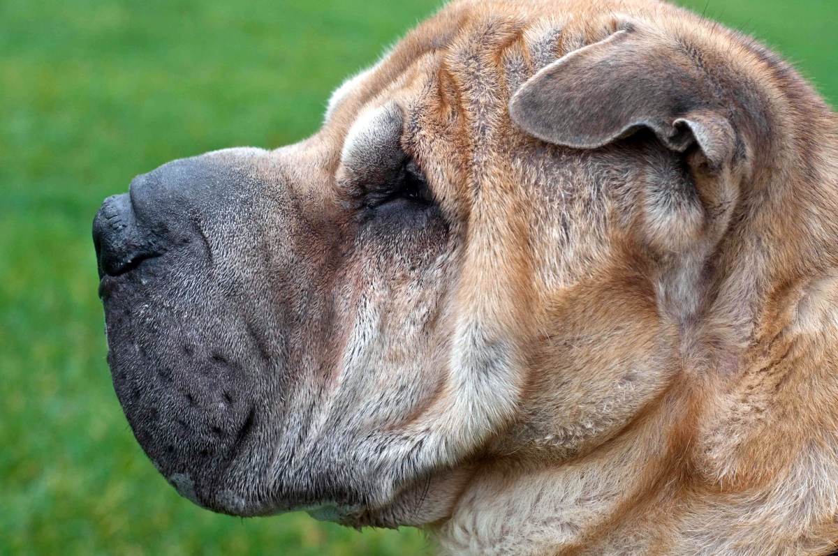Fotos de 17 doenças de pele em cachorros: alergias, infecções e irritações para você ver e comparar 15