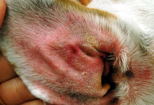 Fotos de 17 doenças de pele em cachorros: alergias, infecções e irritações para você ver e comparar 3