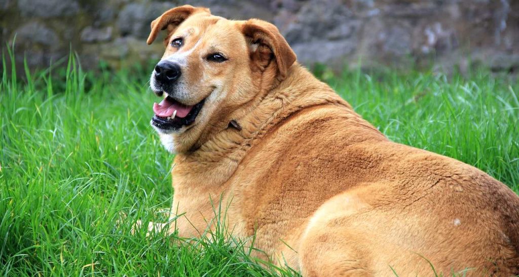 Guia completo para obesidade canina 4