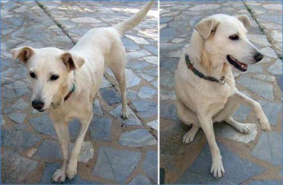 Cachorro mancando: causas e tratamento da para mancando em cães, seja a pata dianteira ou traseira 1