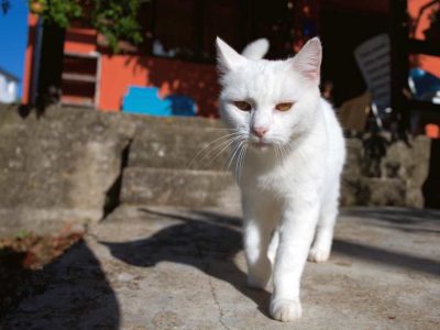 Aprenda como limpar orelha de gato em 6 passos