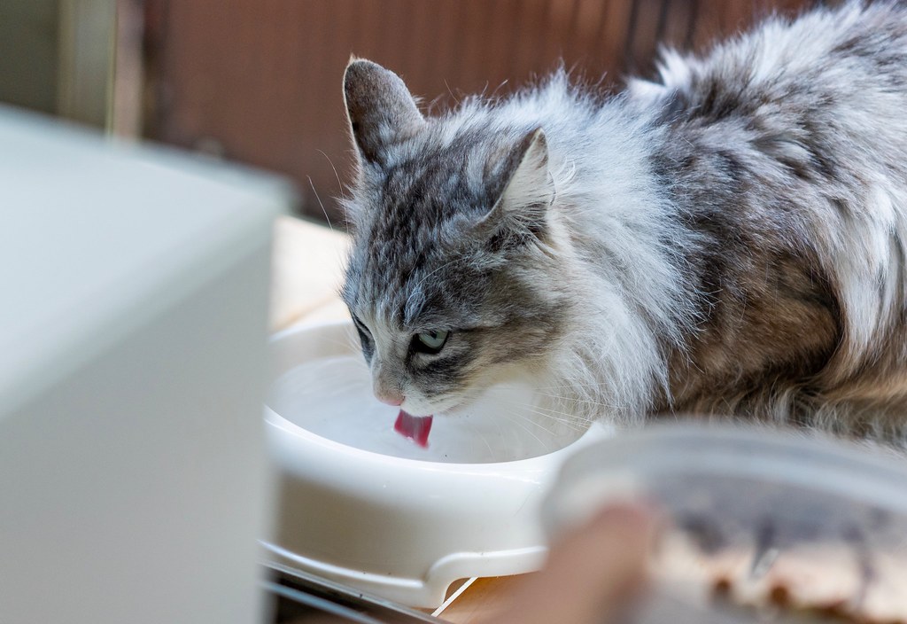 Como estimular o gato a beber água? Como dar água para gato doente 9
