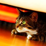 Gato ansioso: o que fazer para controlar a ansiedade em gato? 3
