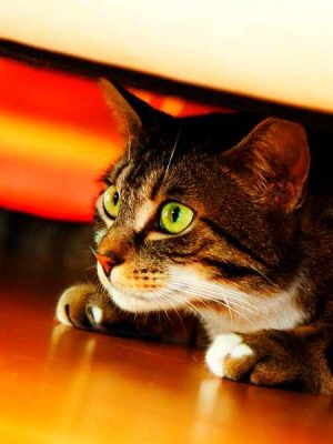 Gato ansioso: o que fazer para controlar a ansiedade em gato?