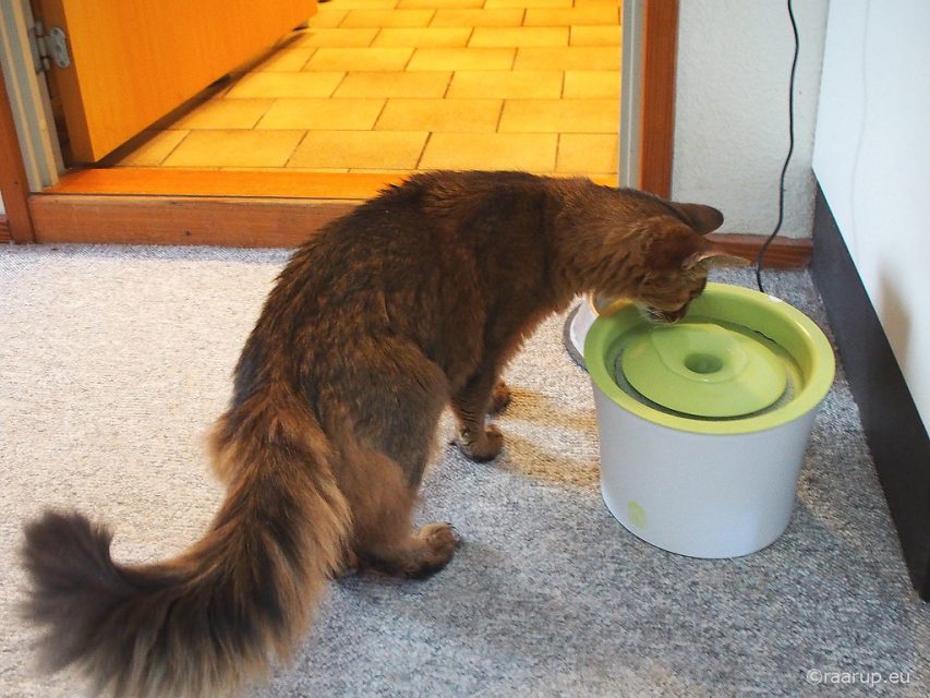 Como estimular o gato a beber água? Como dar água para gato doente