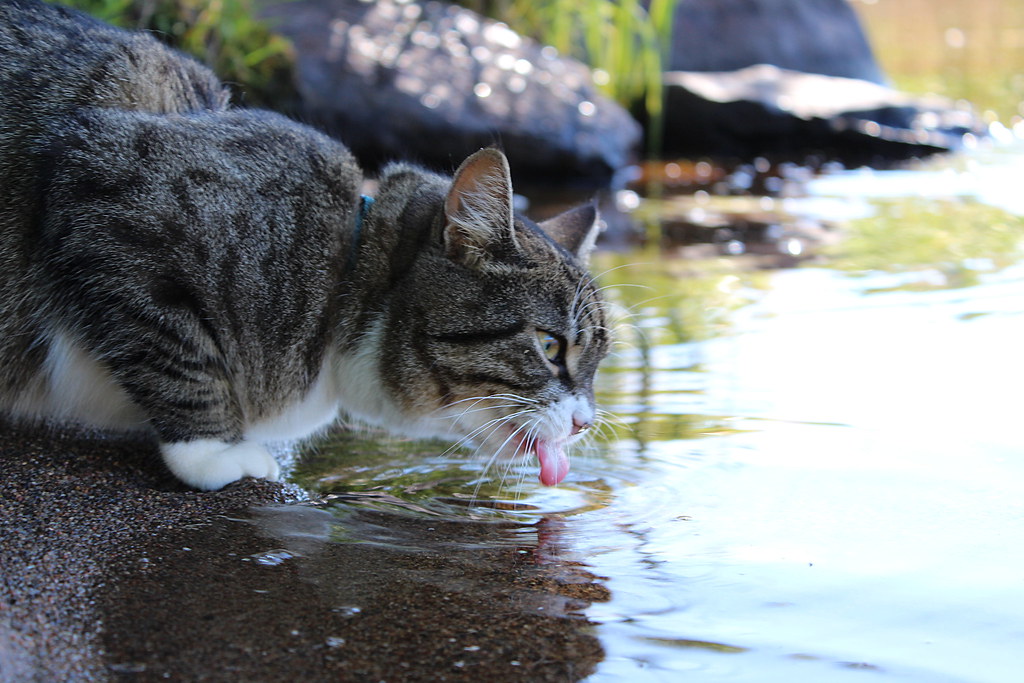 Como estimular o gato a beber água? Como dar água para gato doente 4