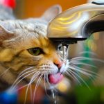 Como estimular o gato a beber água? Como dar água para gato doente 7