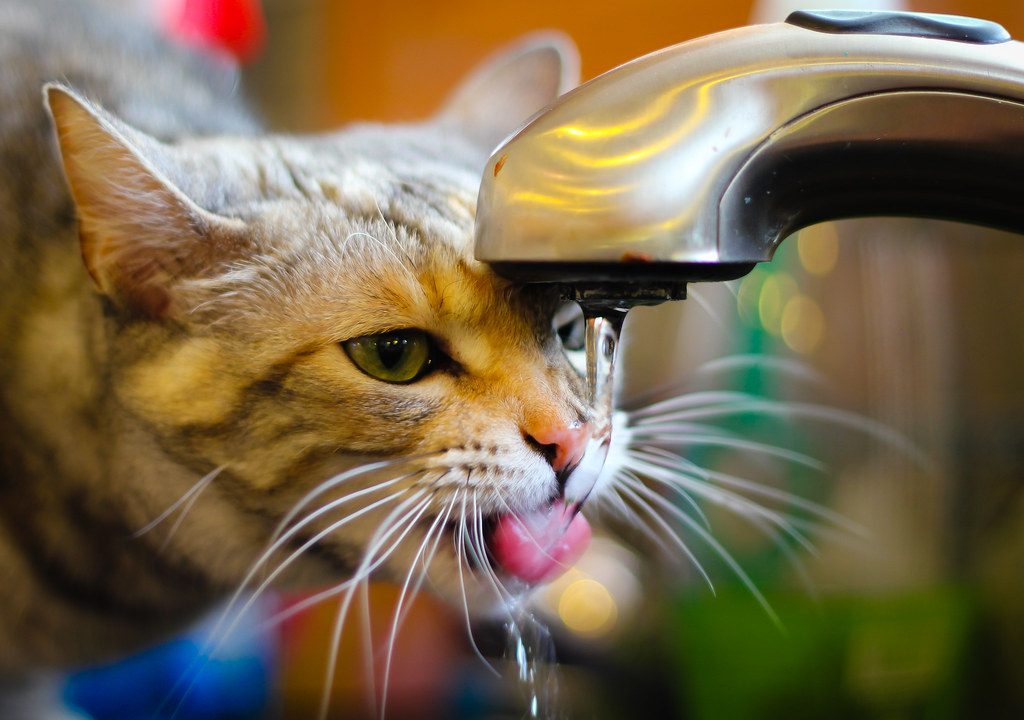 Como estimular o gato a beber água? Como dar água para gato doente 1