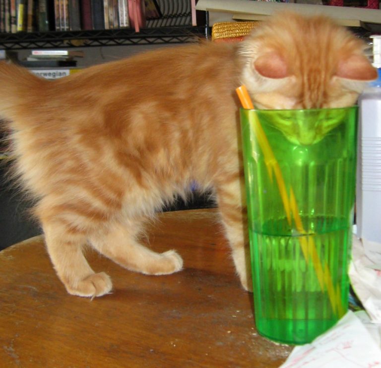 Como estimular o gato a beber água? Como dar água para gato doente