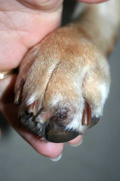 O que fazer quando o cachorro está com a pata inchada: causas e tratamento 10